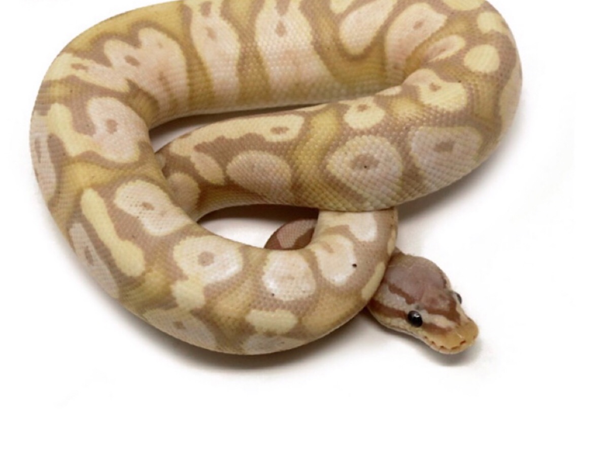 Banana Calico Pastel