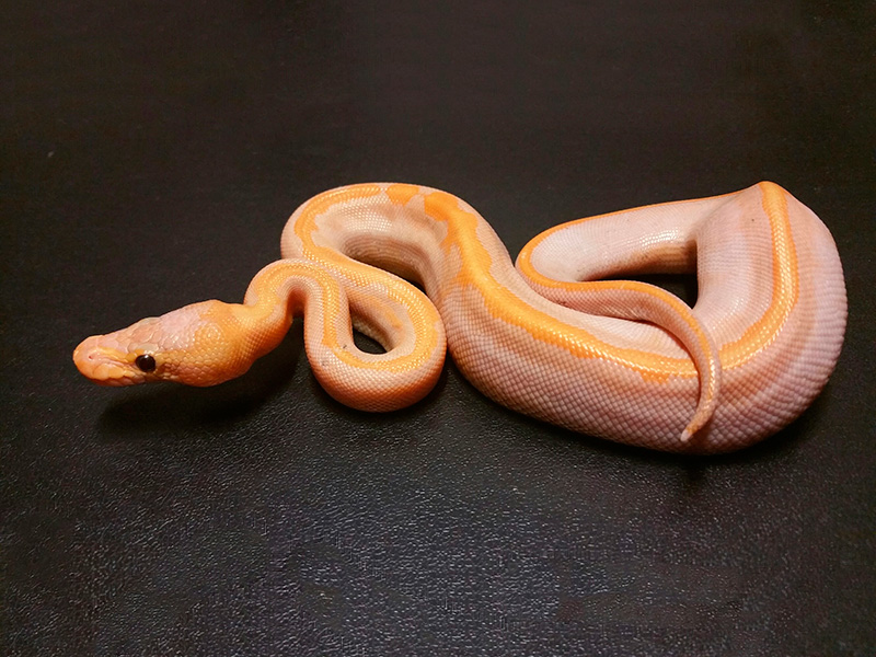 Banana Calico Pinstripe