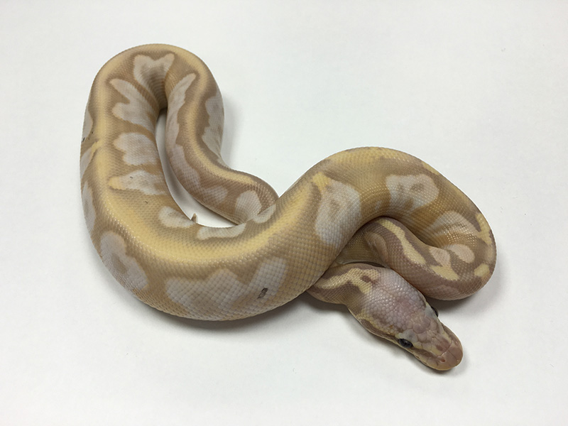 Banana Calico Super Pastel