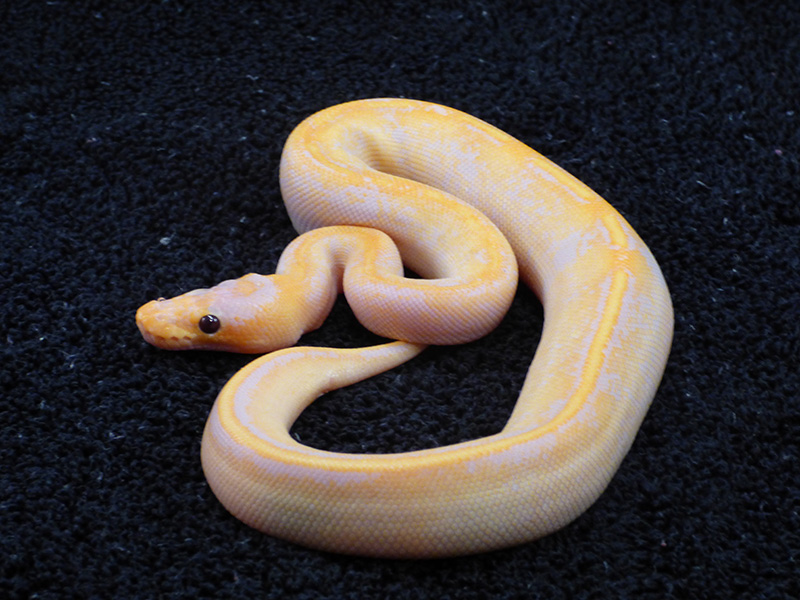 Banana Champagne Enchi Pastel