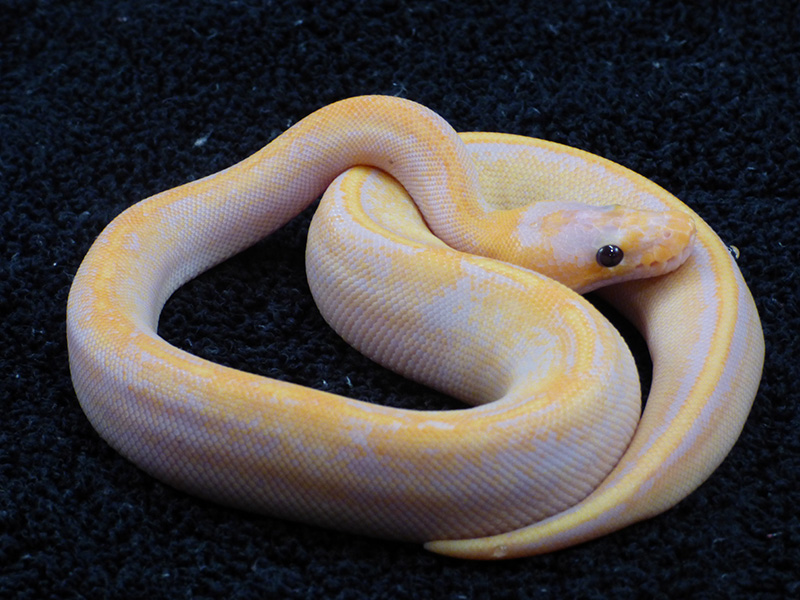 Banana Champagne Enchi Pastel