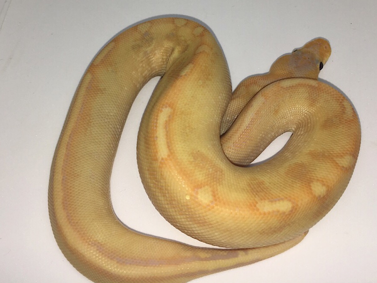 Banana Champagne Het Red Axanthic