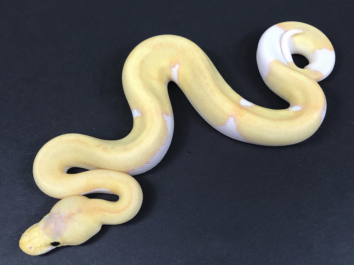 Banana Champagne Piebald