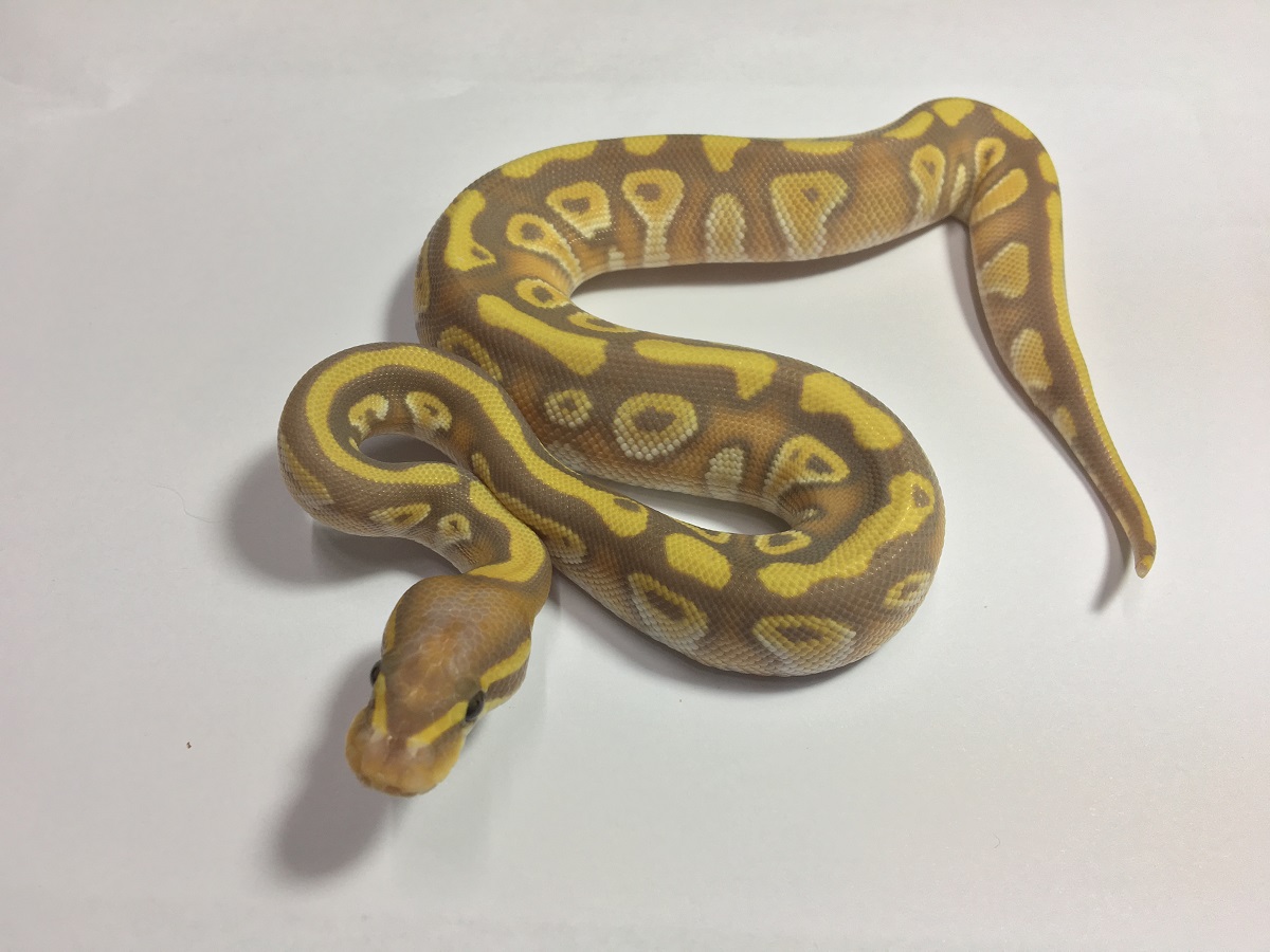 Banana Chocolate Mojave