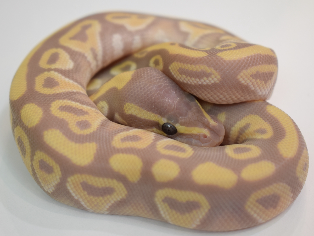 Banana Chocolate Mojave