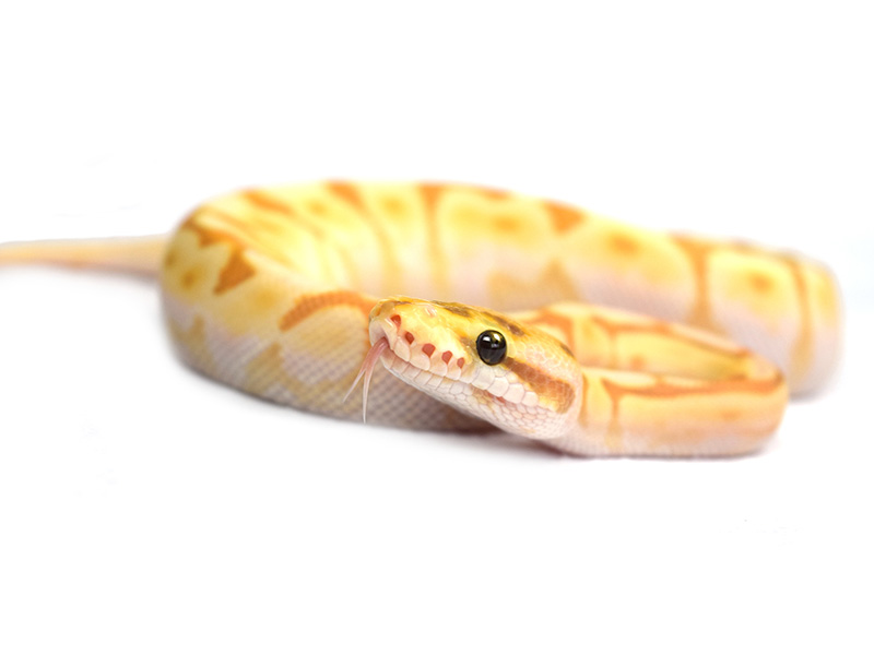 Banana Cinnamon Enchi Lesser Spider