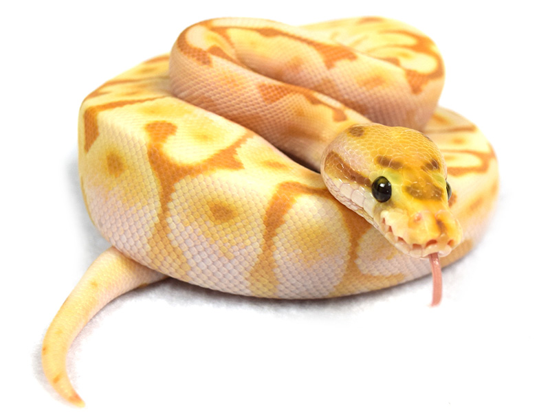 Banana Cinnamon Enchi Lesser Spider