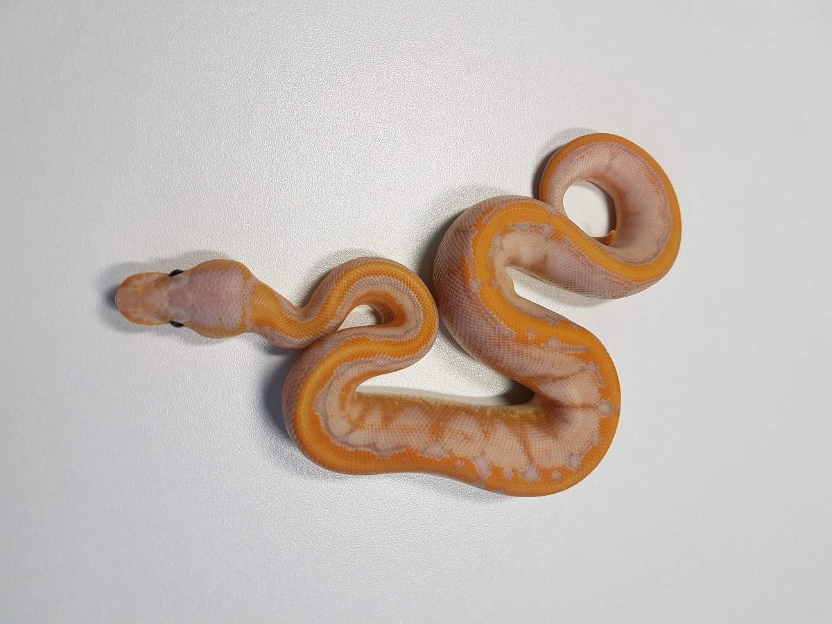 Banana Cinnamon Enchi Pinstripe