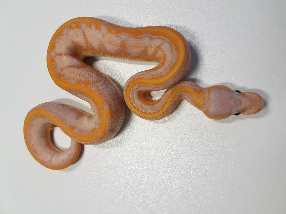 Banana Cinnamon Enchi Pinstripe