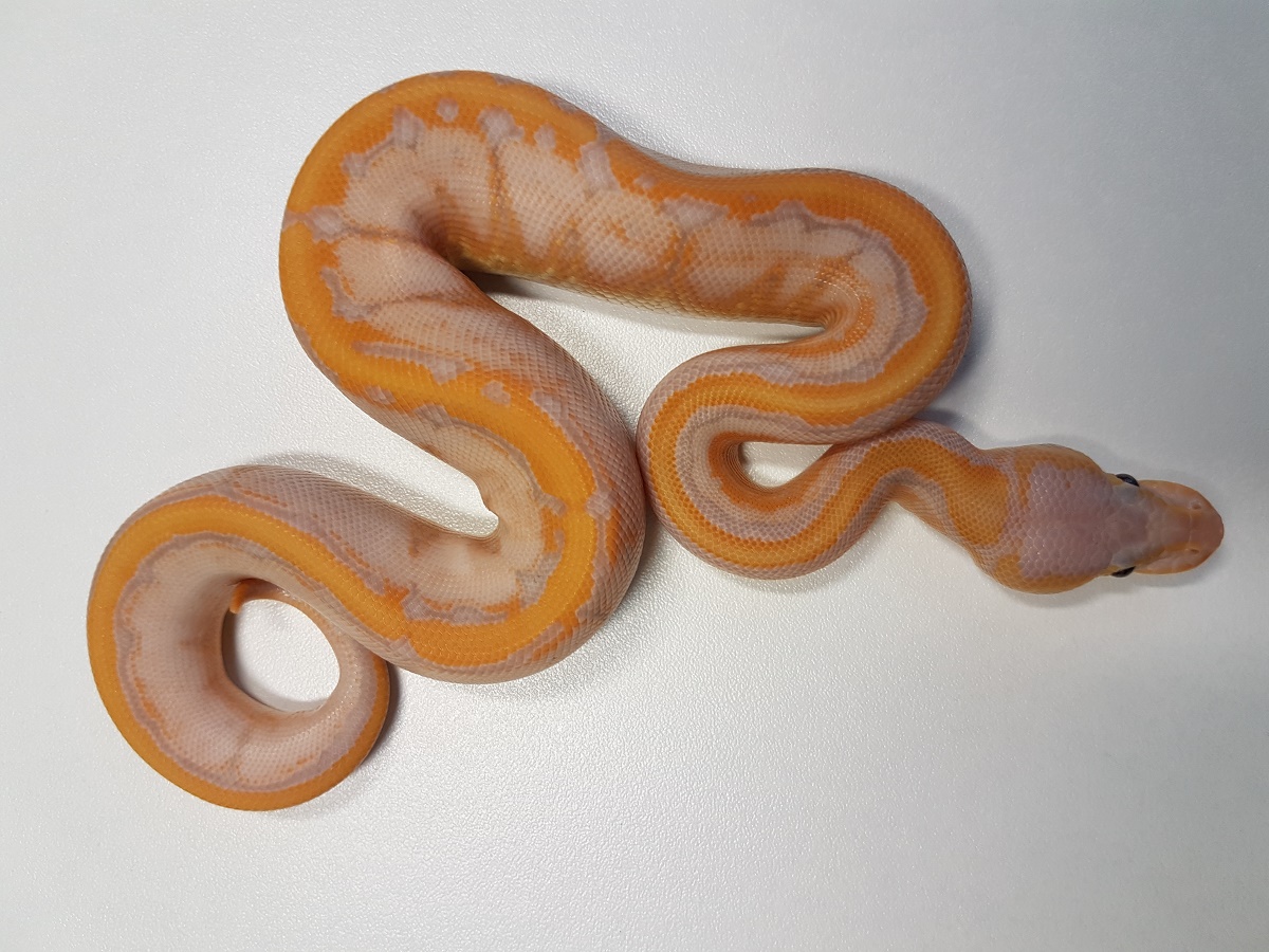 Banana Cinnamon Enchi Pinstripe