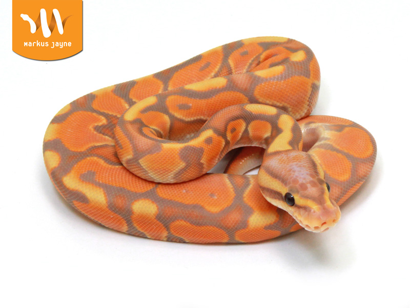 Banana Cinnamon Enchi