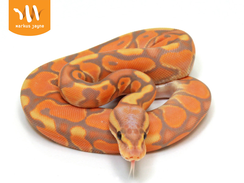 Banana Cinnamon Enchi