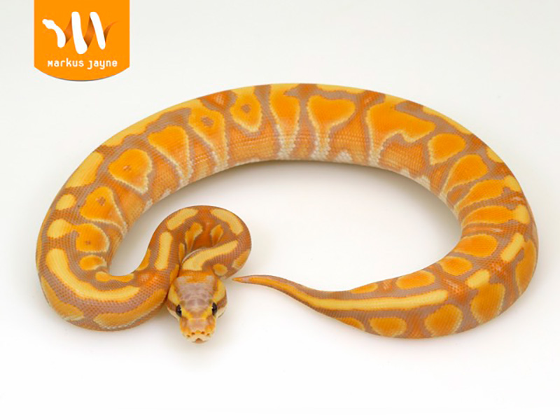 Banana Cinnamon Enchi