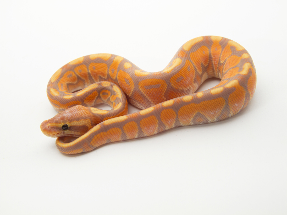 Banana Cinnamon Enchi