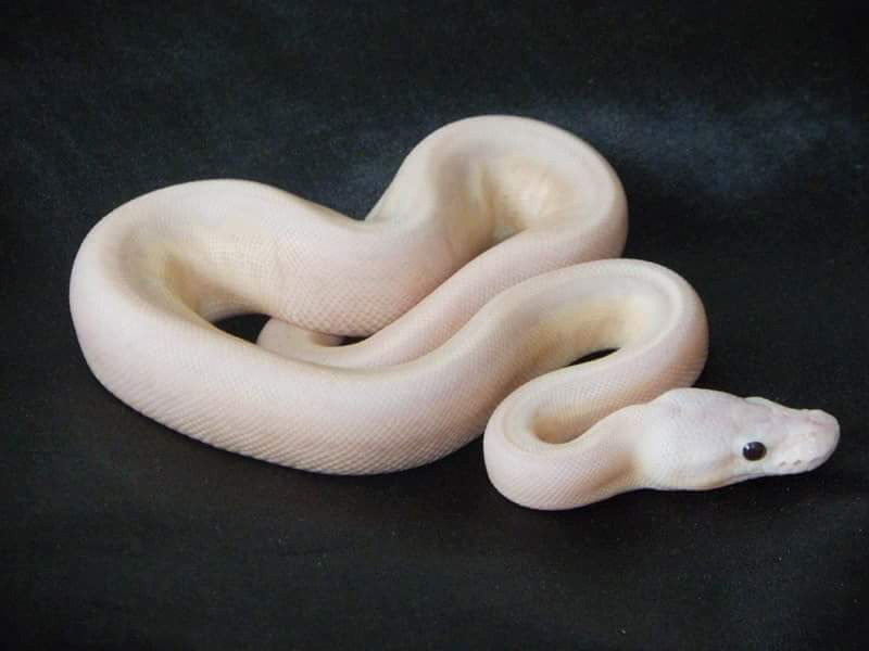 Banana Cinnamon Fire Pinstripe Super Pastel