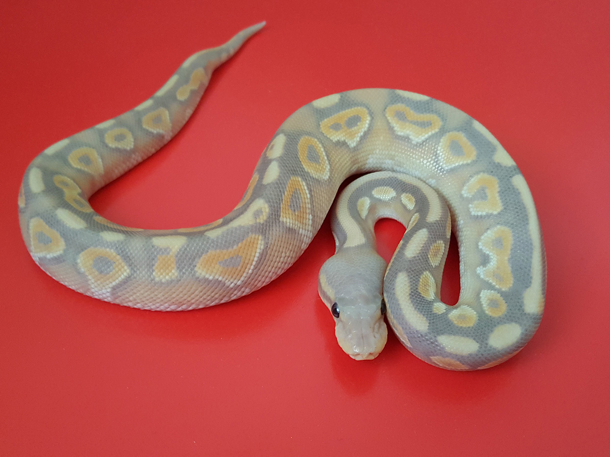 Banana Cinnamon Ghost Mojave