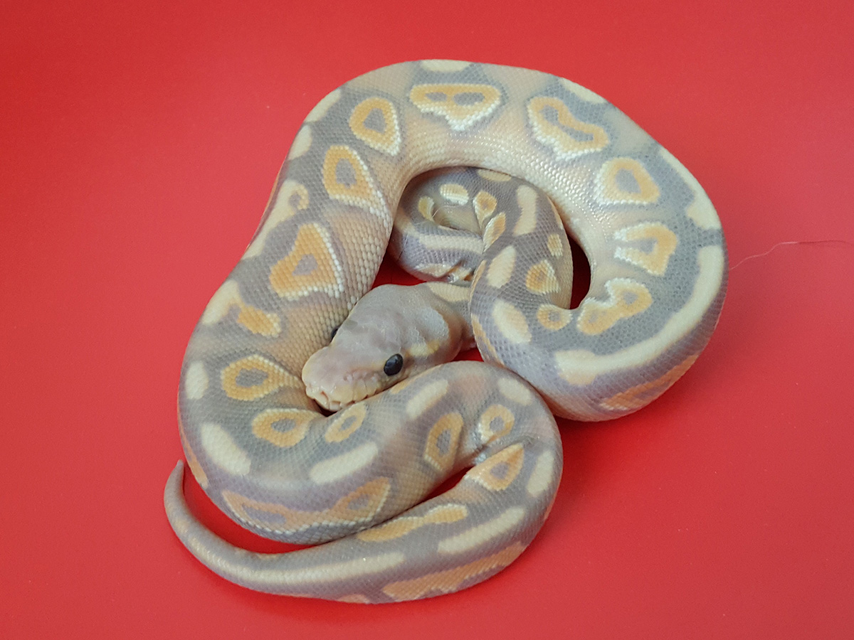 Banana Cinnamon Ghost Mojave