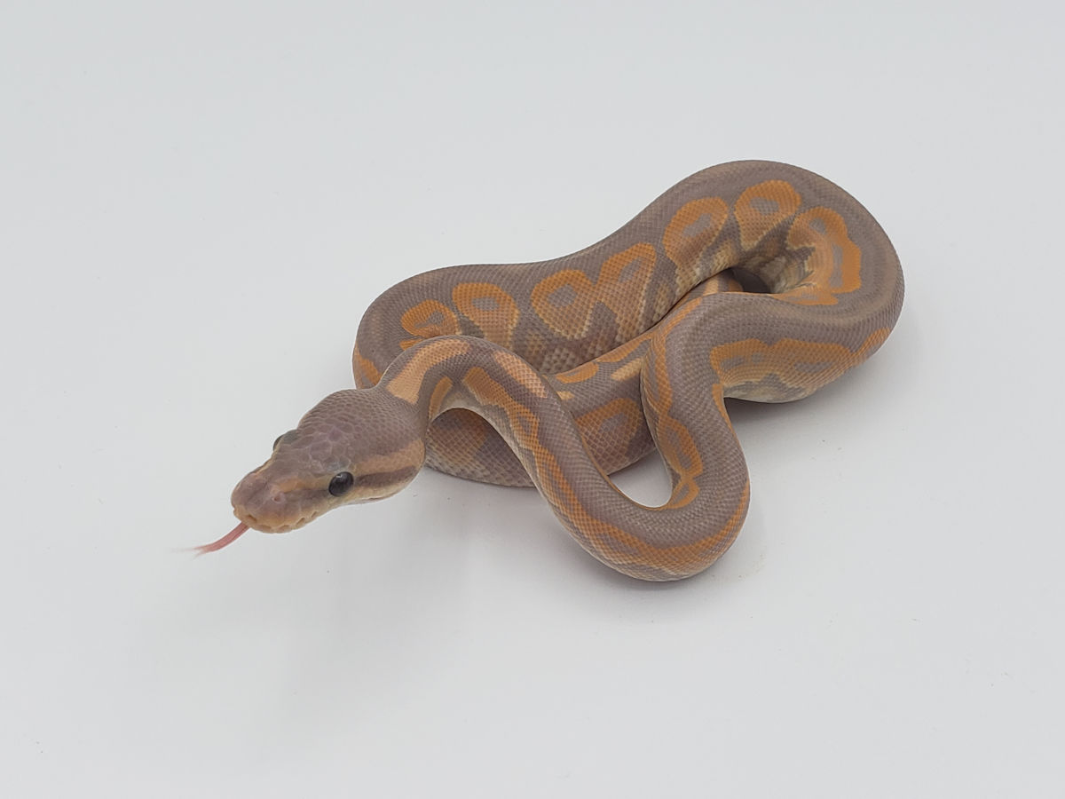 Banana Cinnamon Het Scimitar