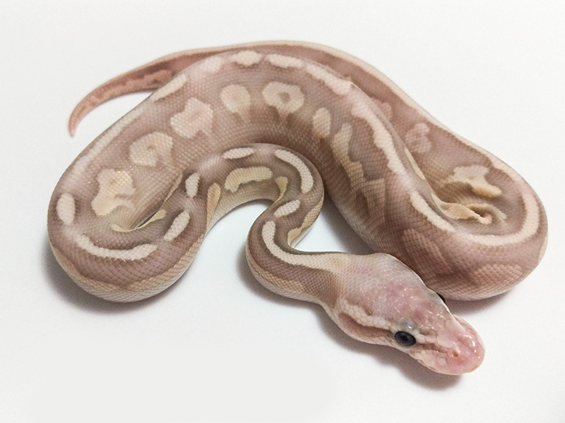 Banana Cinnamon Lesser Pastel