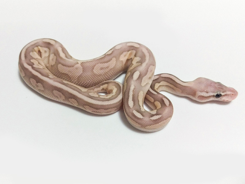 Banana Cinnamon Lesser Pastel