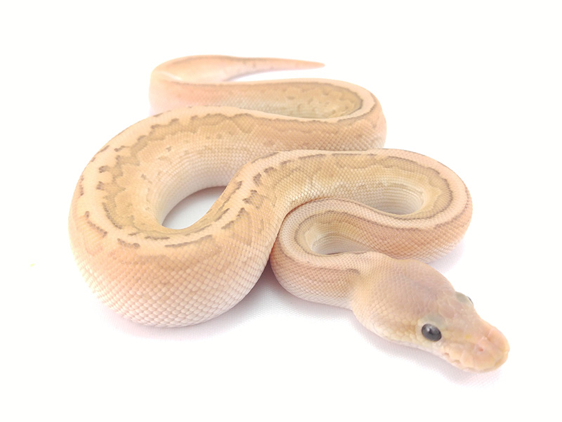 Banana Cinnamon Lesser Pinstripe