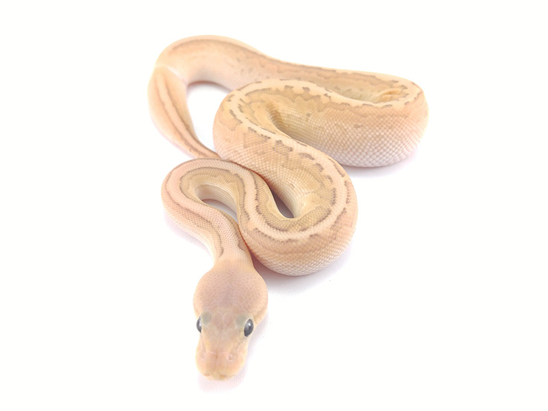 Banana Cinnamon Lesser Pinstripe