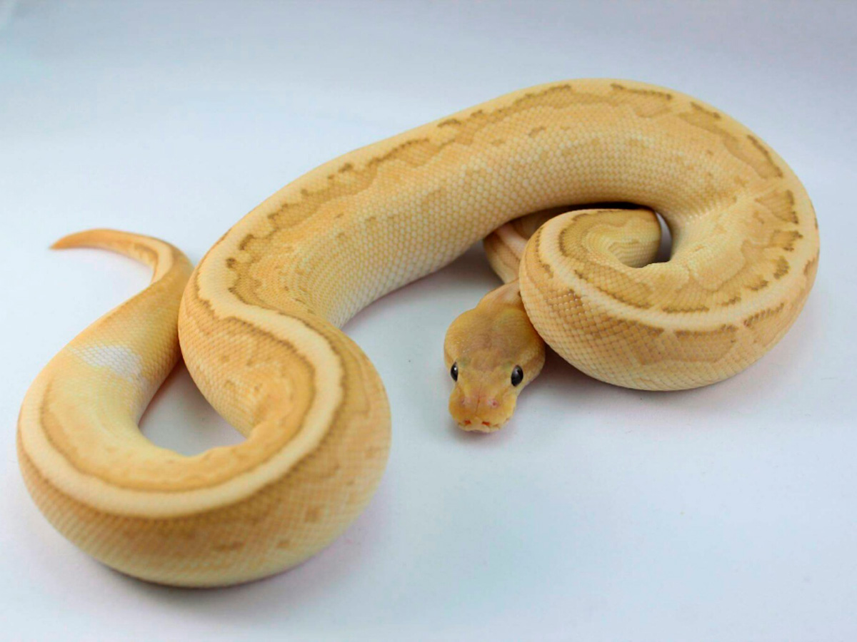 Banana Cinnamon Lesser Pinstripe