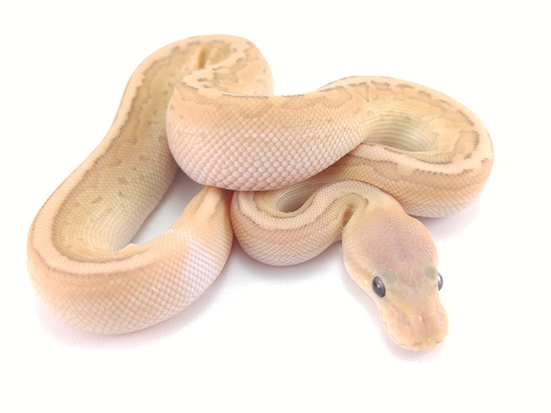 Banana Cinnamon Lesser Pinstripe