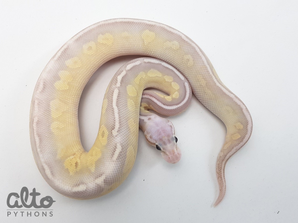 Banana Cinnamon Lesser Super Pastel