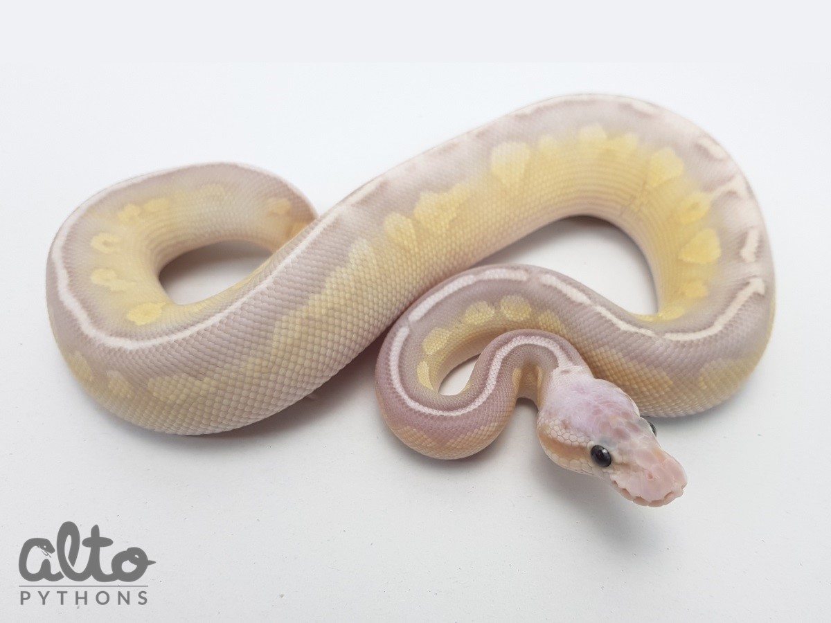 Banana Cinnamon Lesser Super Pastel