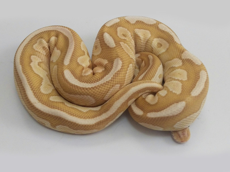 Banana Cinnamon Lesser