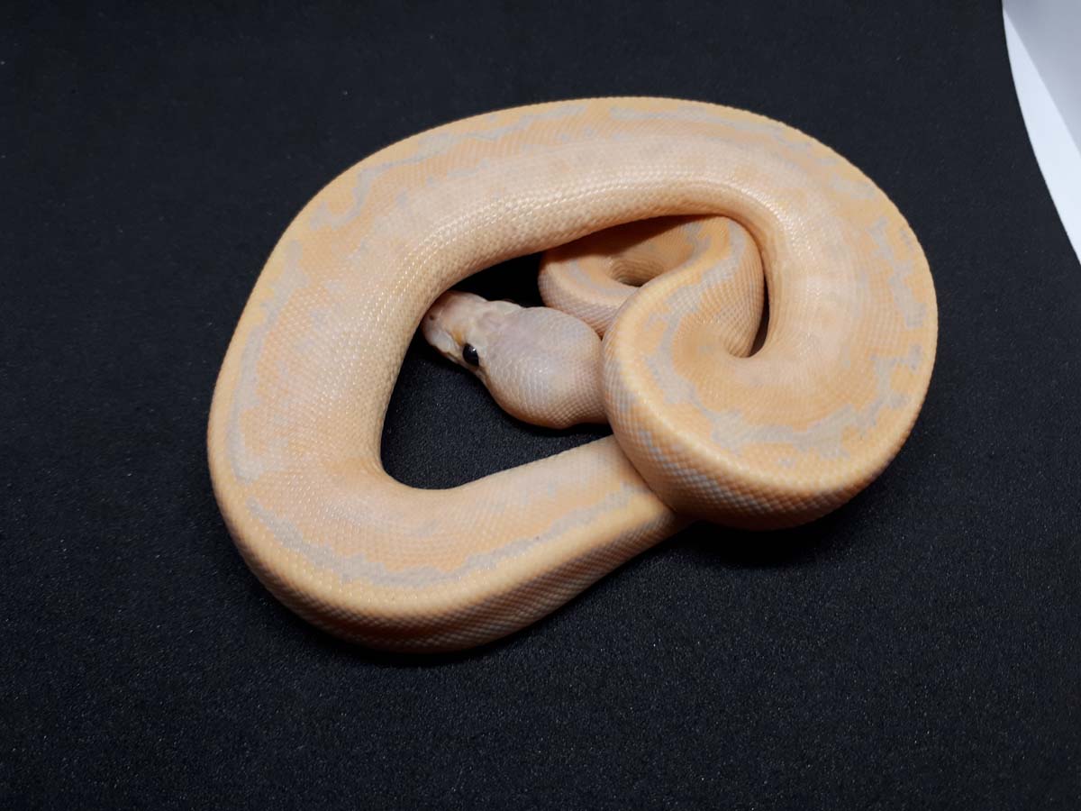 Banana Cinnamon Mojave Pastel Pinstripe