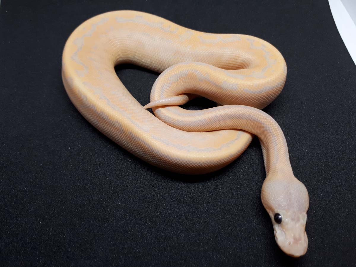 Banana Cinnamon Mojave Pastel Pinstripe