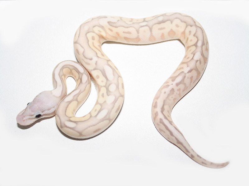 Banana Cinnamon Mojave Pastel Spider