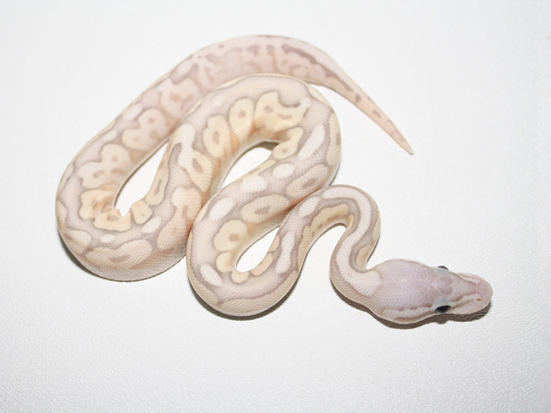 Banana Cinnamon Mojave Pastel Spider