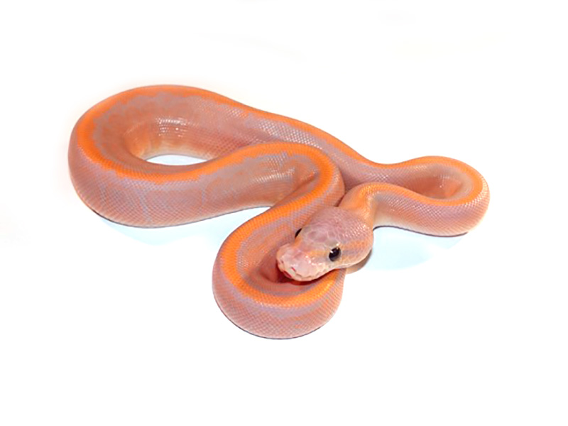 Banana Cinnamon Ball Python