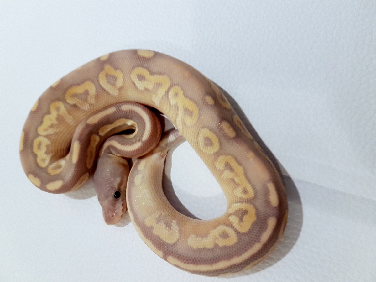 Banana Cinnamon Mojave Special