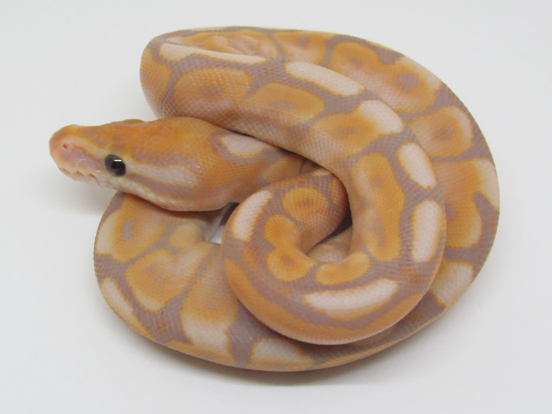 Banana Cinnamon Mojave Spider