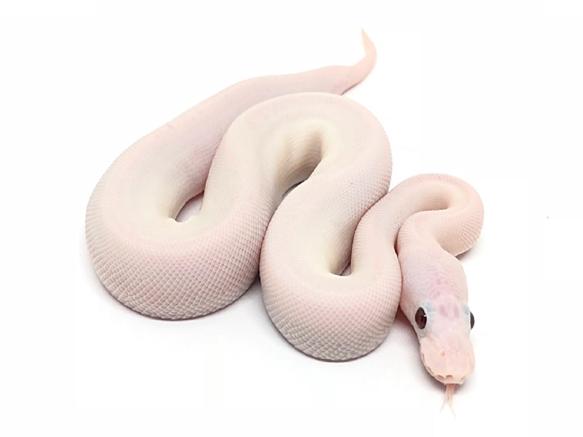 Banana Cinnamon Mystic Pastel Piebald