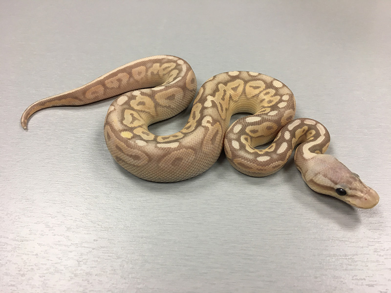 Banana Cinnamon Pastel Yellow Belly