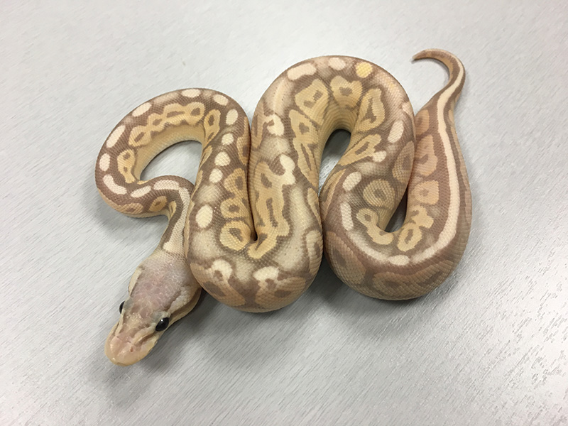 Banana Cinnamon Pastel Yellow Belly