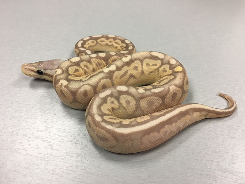 Banana Cinnamon Pastel Yellow Belly