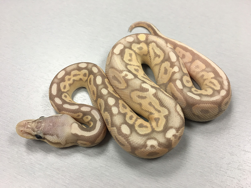 Banana Cinnamon Pastel Yellow Belly