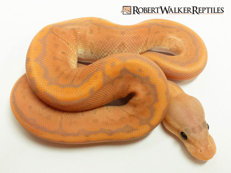 Banana Cinnamon Pinstripe