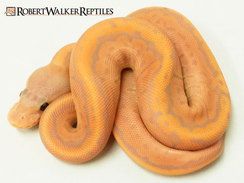 Banana Cinnamon Pinstripe