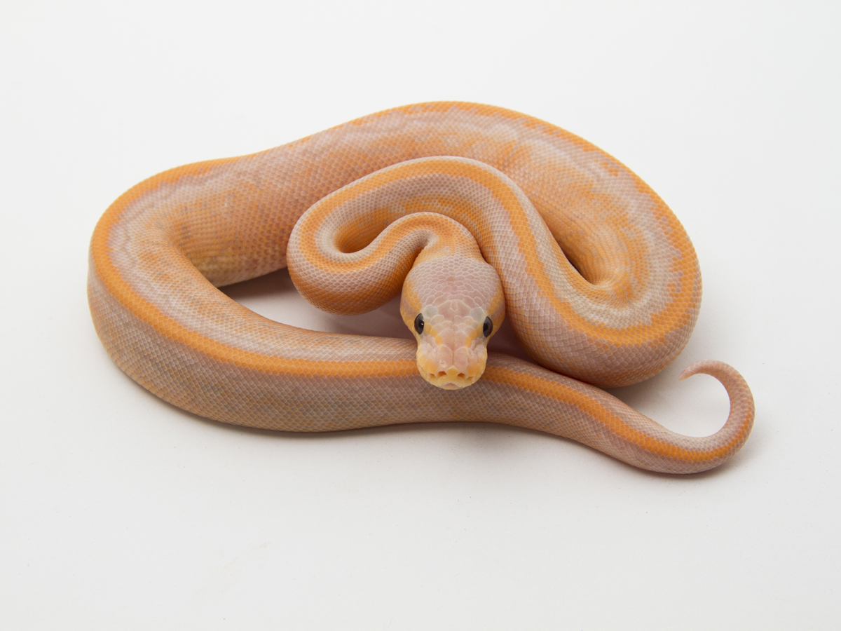 Banana Cinnamon Pinstripe