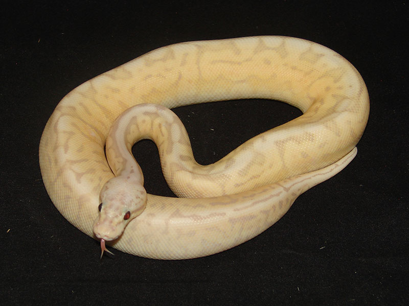 Banana Cinnamon Spider Super Pastel