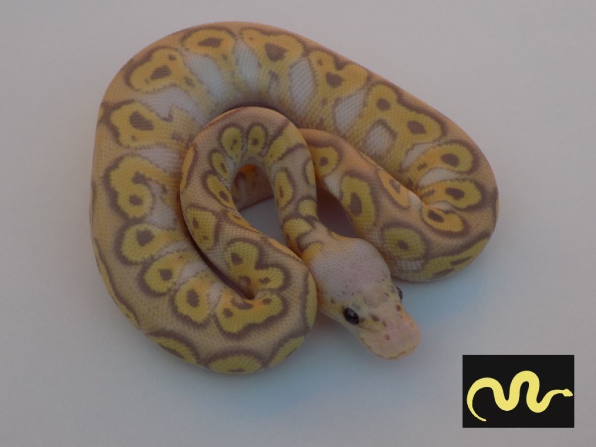 Banana Clown Mojave Pastel Spotnose