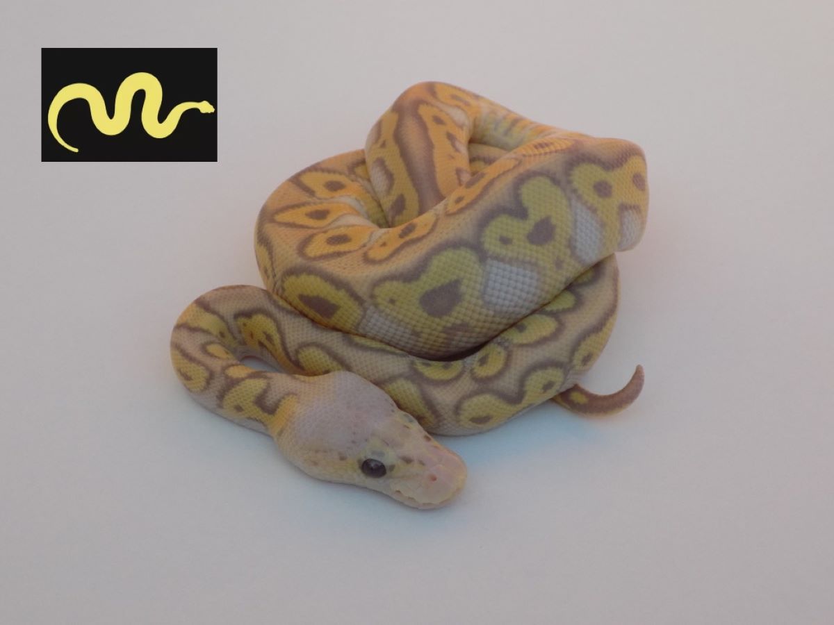 Banana Clown Mojave Pastel Spotnose