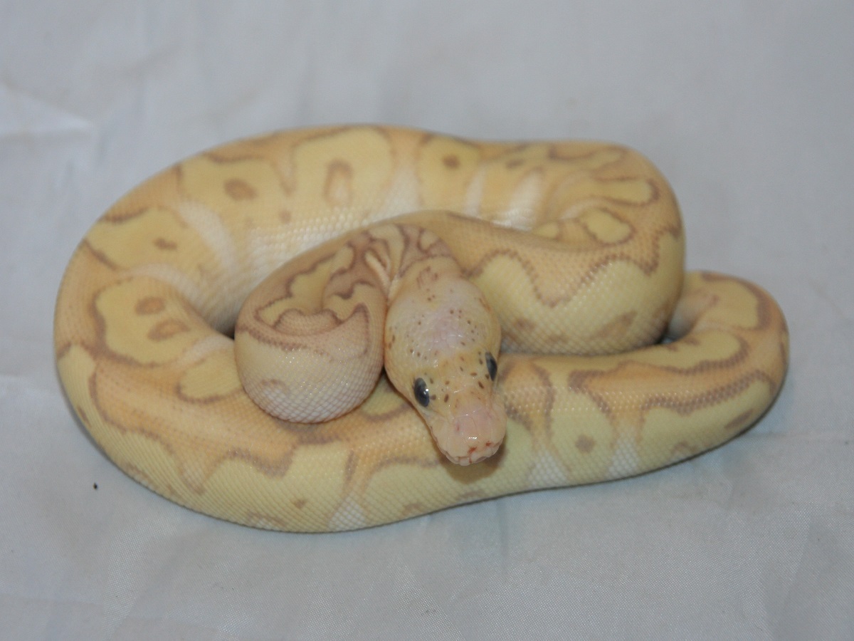 Banana Clown Mojave Pastel